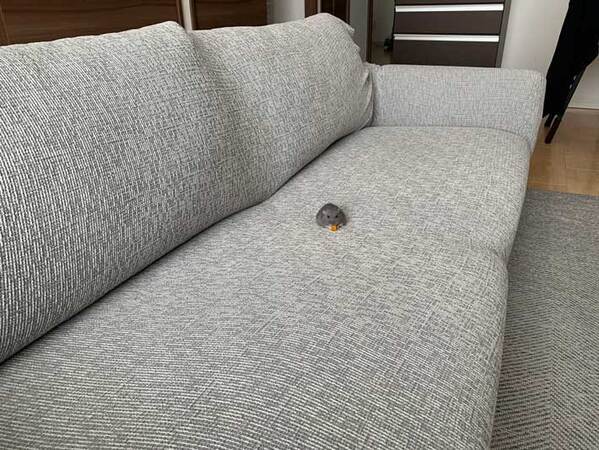 ハムスターと暮らす飼い主　ソファーの上を見ると…？「王様じゃん」「拡大して爆笑した」