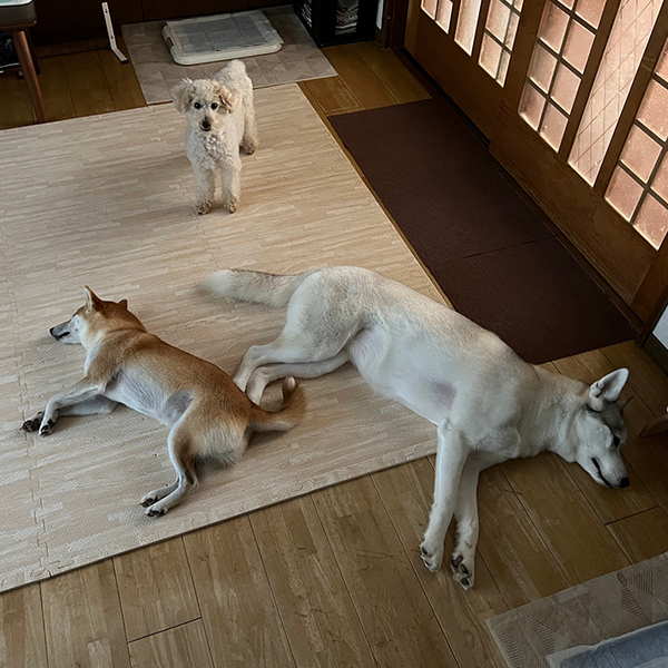 【ボスに君臨するトイプードル】ハスキーと柴犬がまるで…？　「笑った」「やられちゃったのね」