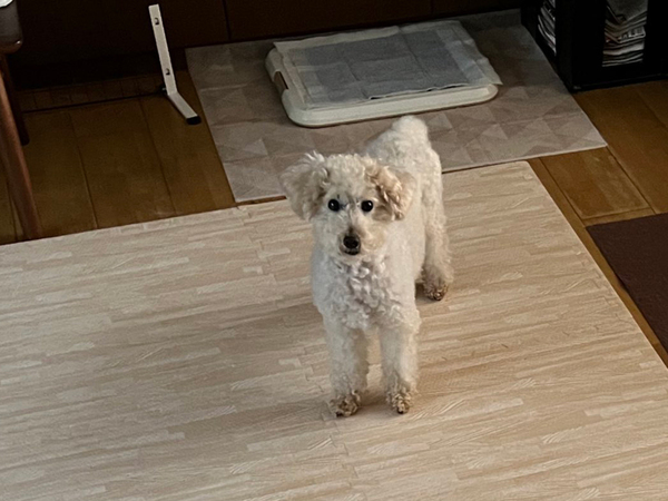 【ボスに君臨するトイプードル】ハスキーと柴犬がまるで…？　「笑った」「やられちゃったのね」