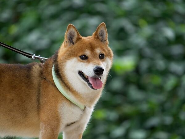 散歩中に子供が放ったひと言　ミニチュアダックスの姿に「爆笑した」「カレンダー化希望」【犬の散歩話4選】