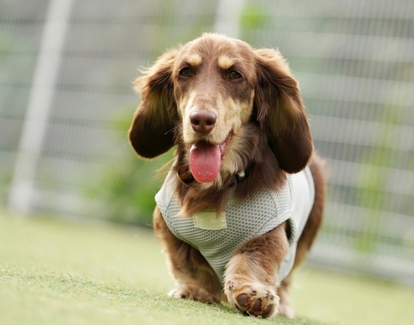 散歩中に子供が放ったひと言　ミニチュアダックスの姿に「爆笑した」「カレンダー化希望」【犬の散歩話4選】