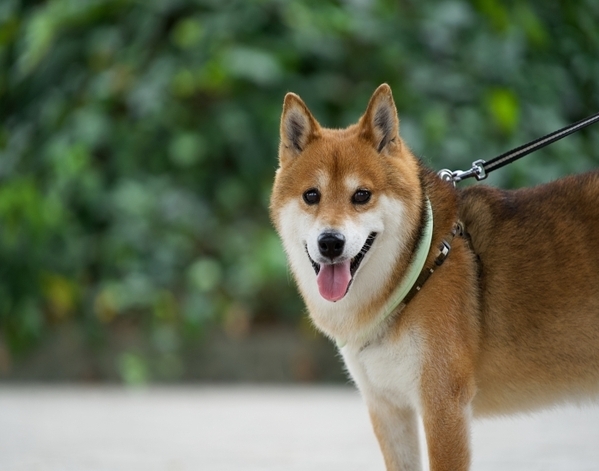 散歩中に口いっぱいで運んだ柴犬　得意げな顔に「爆笑した」「癒やされた」【犬の散歩話4選】