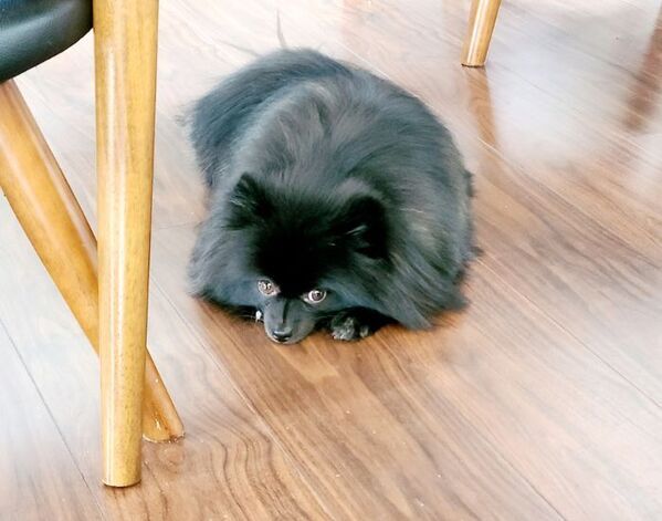 料理を前に不満げなポメラニアン　写真に「笑った」「気持ち分かる」【クセの強い4選】