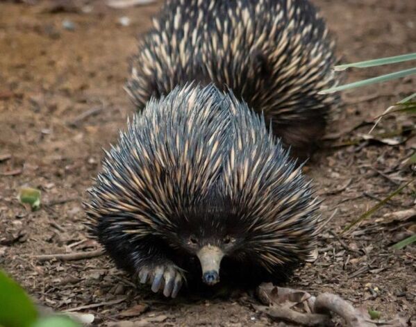工事現場で救出されたハリモグラ　照れたポーズに「愛らしい」「胸キュン」【動物救出劇4選】