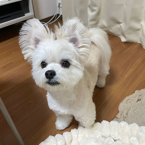 通りすがりの女子中学生に「犬ではない」と言われた愛犬　その姿に「確かにそうかも」「新種の動物かな？」