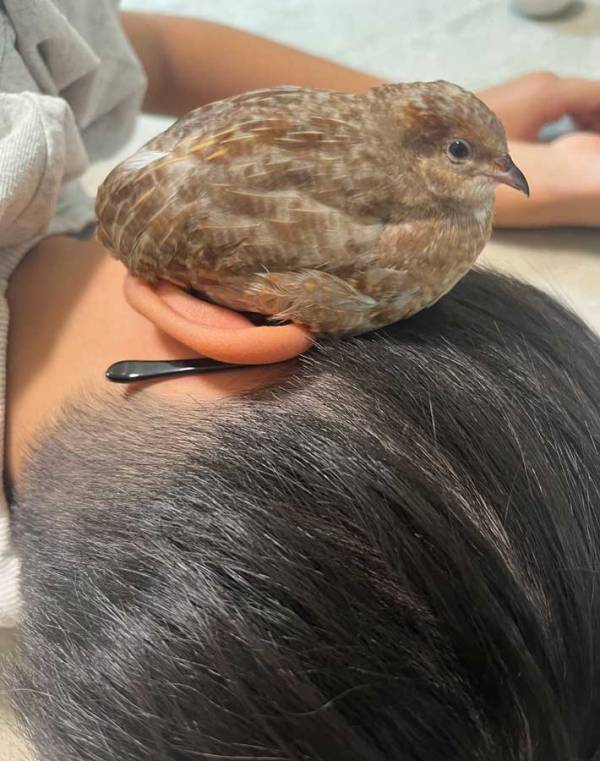 飼い主「5分以上くつろいでいました」　横になる息子、ヒメウズラが耳の上で？「かわいすぎて声が出た」