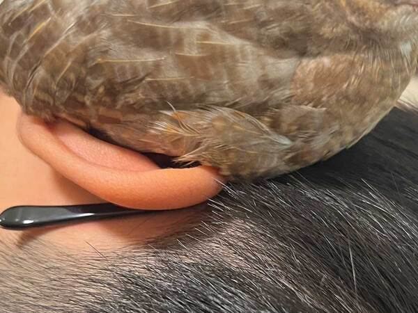 飼い主「5分以上くつろいでいました」　横になる息子、ヒメウズラが耳の上で？「かわいすぎて声が出た」