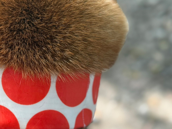 「ちょっと待って」「笑いすぎてお腹が痛い」　カップケーキみたいな後ろ姿の正体が？