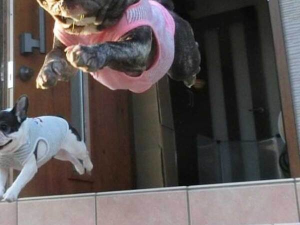 「何度見てもすげぇ！」「漫画のワンシーンみたい」　7～8年前に撮影した躍動感溢れる愛犬が、こちら