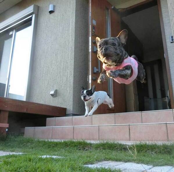 「何度見てもすげぇ！」「漫画のワンシーンみたい」　7～8年前に撮影した躍動感溢れる愛犬が、こちら