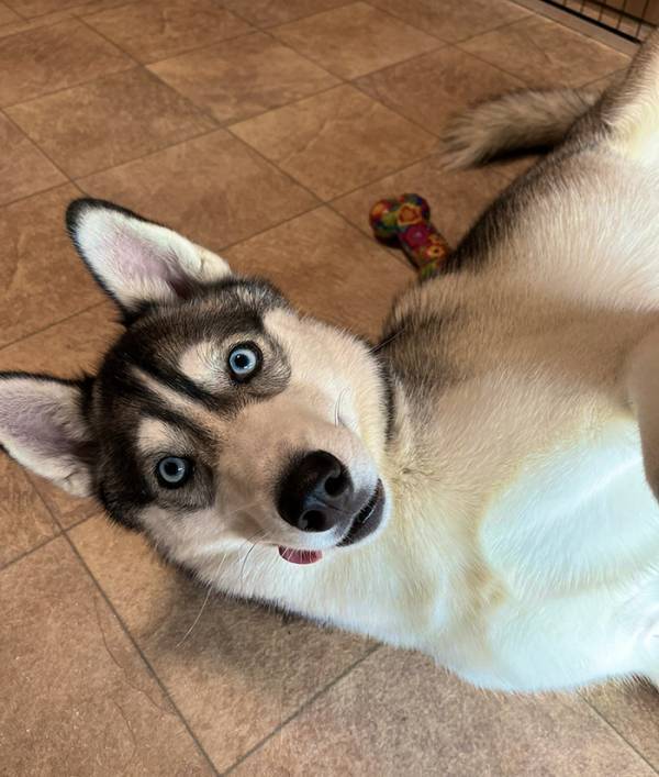 配達員「荷物の配達を完了しました」　添付写真に写り込んでいたものが…「いい仕事してる！」「笑顔で撮影したのかな」