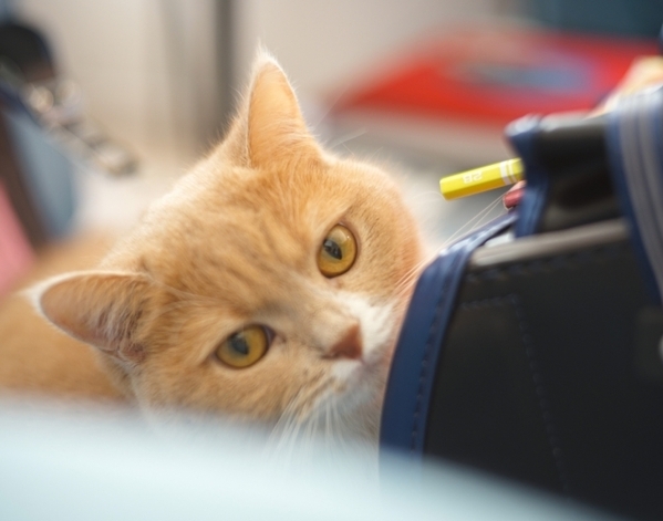 登校前のランドセルに猫が飛び乗った　朝の光景に「かわいすぎ」「泣ける」【ペットと子供の日常4選】