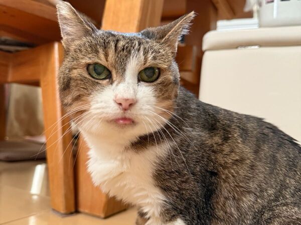 登校前のランドセルに猫が飛び乗った　朝の光景に「かわいすぎ」「泣ける」【ペットと子供の日常4選】