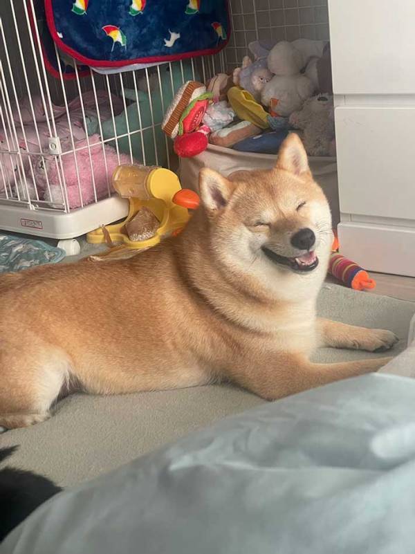 【わるイーヌ】柴犬が見せた『ワルすぎる顔』に「笑い止まらん」「なんて表情してるんだ」