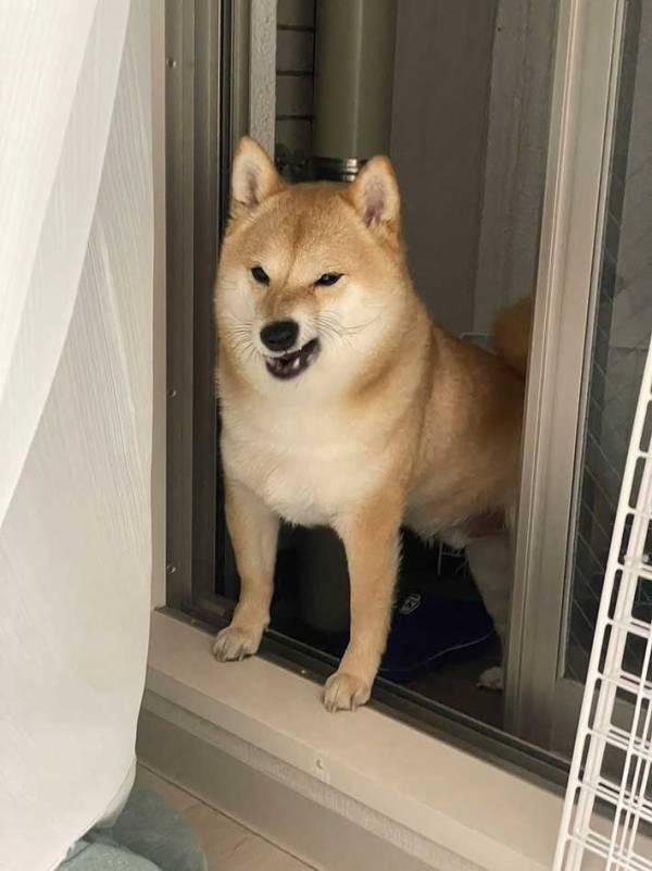 【わるイーヌ】柴犬が見せた『ワルすぎる顔』に「笑い止まらん」「なんて表情してるんだ」