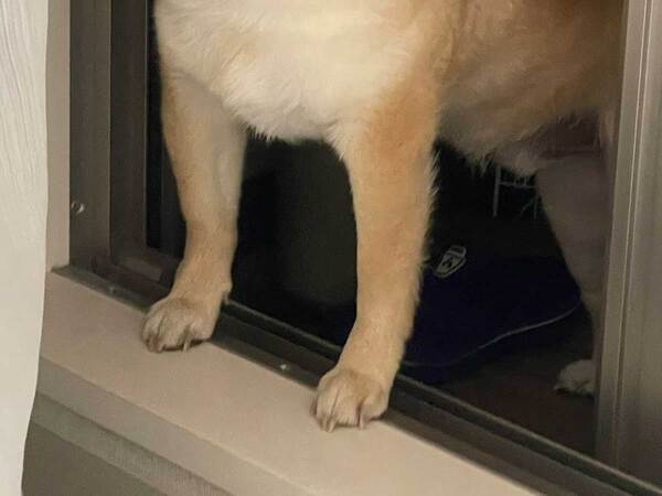 【わるイーヌ】柴犬が見せた『ワルすぎる顔』に「笑い止まらん」「なんて表情してるんだ」