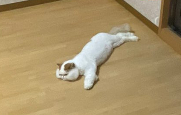 「すべてを持っていかれ、途方に暮れている様子」　引っ越し中の愛猫に「かわいそうだけど、かわいい…」