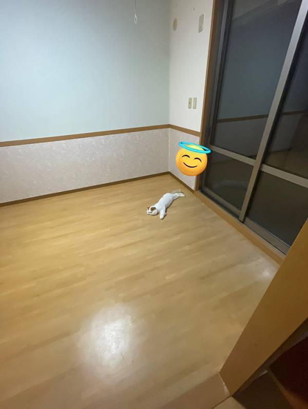 「すべてを持っていかれ、途方に暮れている様子」　引っ越し中の愛猫に「かわいそうだけど、かわいい…」