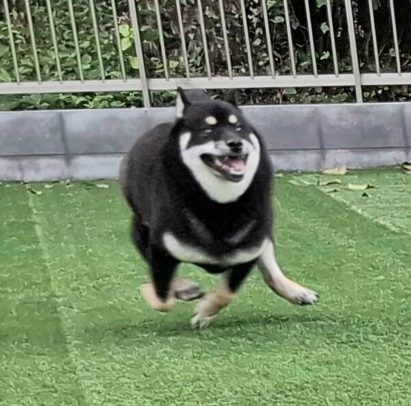 「取りつかれているのか」「最高」　柴犬の表情に注目が集まった理由とは？