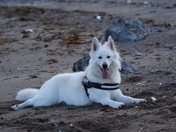柴犬の散歩が一転　目の前に現れた相手に「バトルの始まり？」「映画みたい」【犬との日常4選】