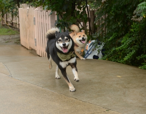 柴犬の散歩が一転　目の前に現れた相手に「バトルの始まり？」「映画みたい」【犬との日常4選】