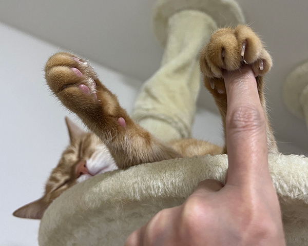 【猫にキュン！】飼い主、寝ている愛猫の肉球にタッチ　すると、思わぬリアクションが…