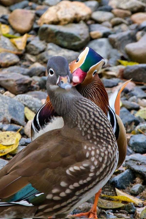 【おしどり夫婦】野鳥を連写　撮影者が思わず『ガッツポーズ』した1枚とは？