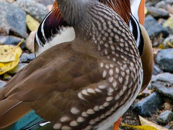 【おしどり夫婦】野鳥を連写　撮影者が思わず『ガッツポーズ』した1枚とは？