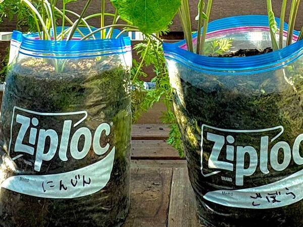 【家庭菜園】ジップロックでニンジンとゴボウを育てた結果　収穫の光景に「すごく立派！」