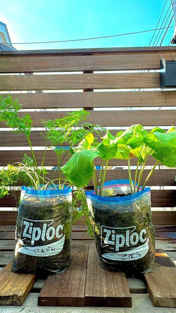 【家庭菜園】ジップロックでニンジンとゴボウを育てた結果　収穫の光景に「すごく立派！」