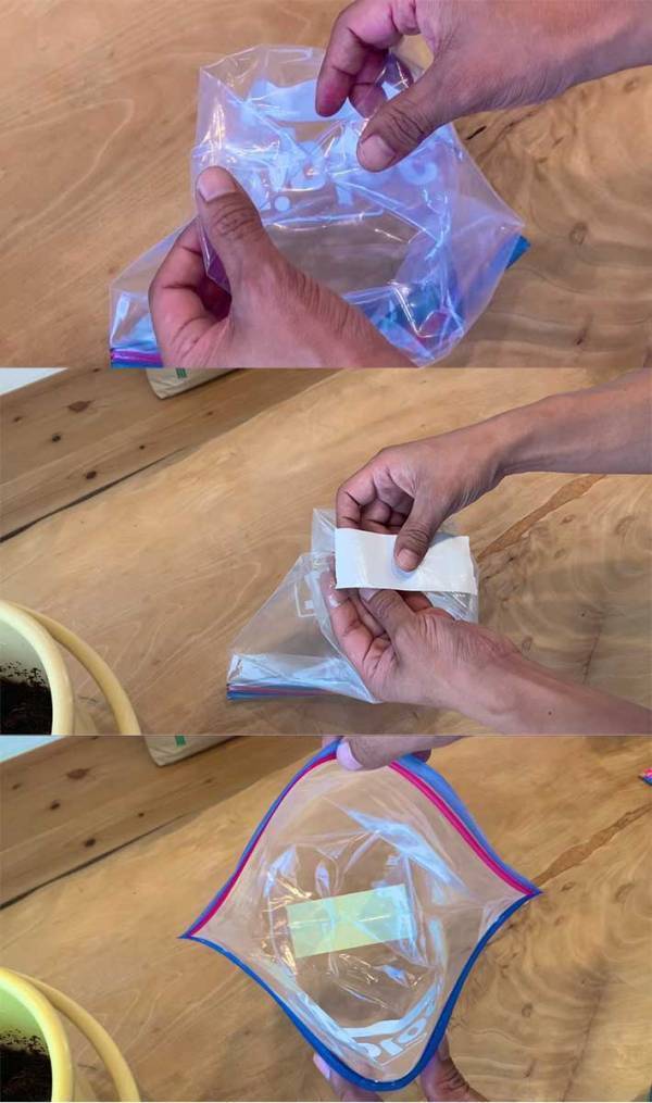 【家庭菜園】ジップロックでニンジンとゴボウを育てた結果　収穫の光景に「すごく立派！」