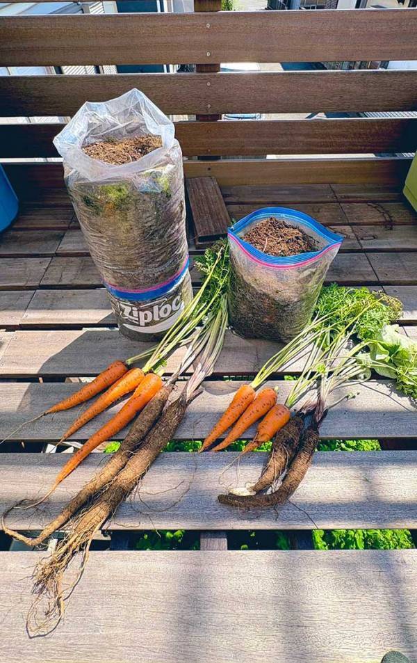 【家庭菜園】ジップロックでニンジンとゴボウを育てた結果　収穫の光景に「すごく立派！」