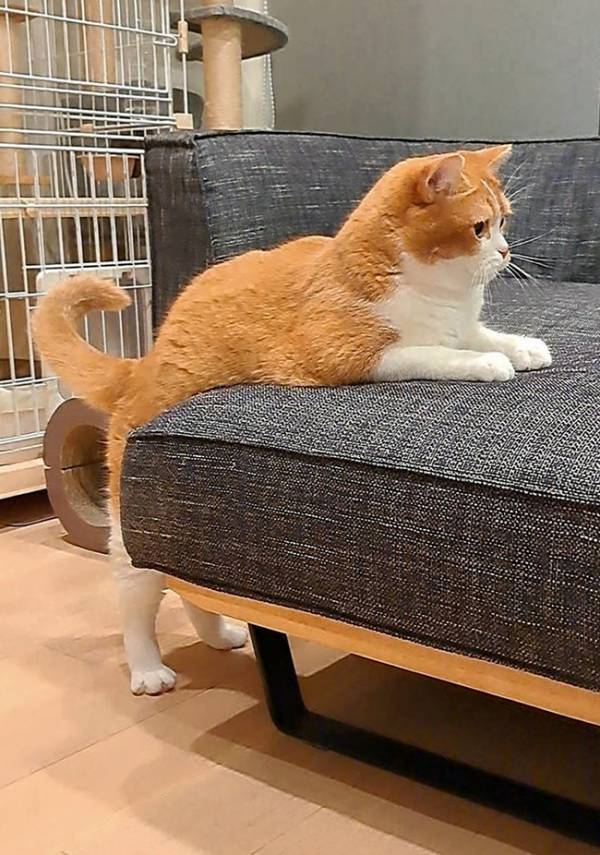 【もしかして、人間入ってる？】ソファで休憩中の猫　まさかのビジュアルに「逆に疲れそうで笑った」