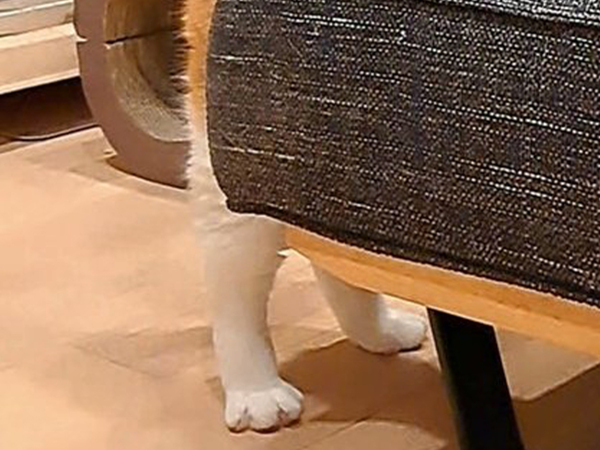 【もしかして、人間入ってる？】ソファで休憩中の猫　まさかのビジュアルに「逆に疲れそうで笑った」