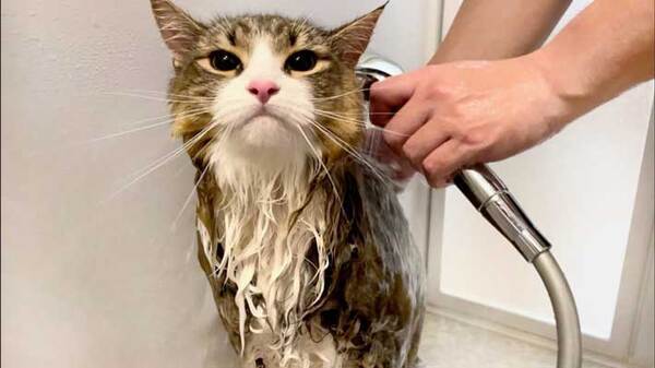 フィットネスバイクに乗る猫は「かわいいね」　眼差しは…「イケメン」「気合が違う」