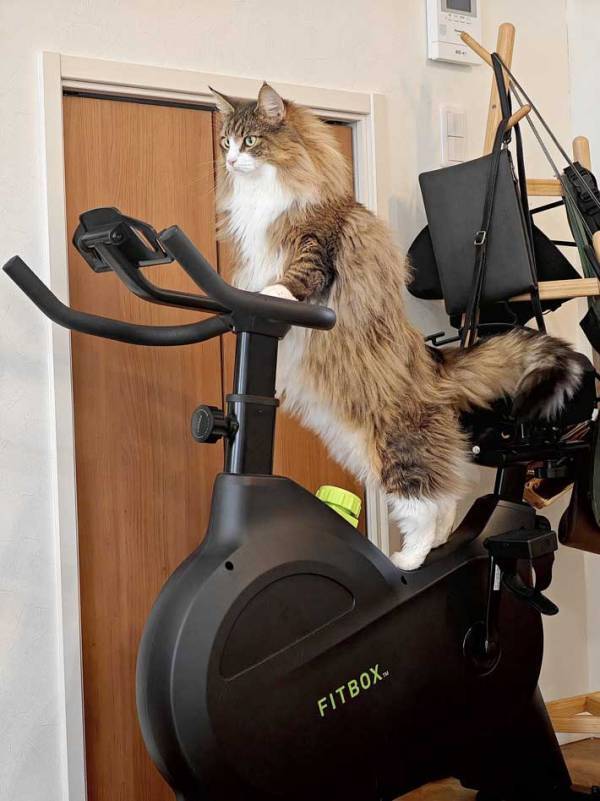 フィットネスバイクに乗る猫は「かわいいね」　眼差しは…「イケメン」「気合が違う」