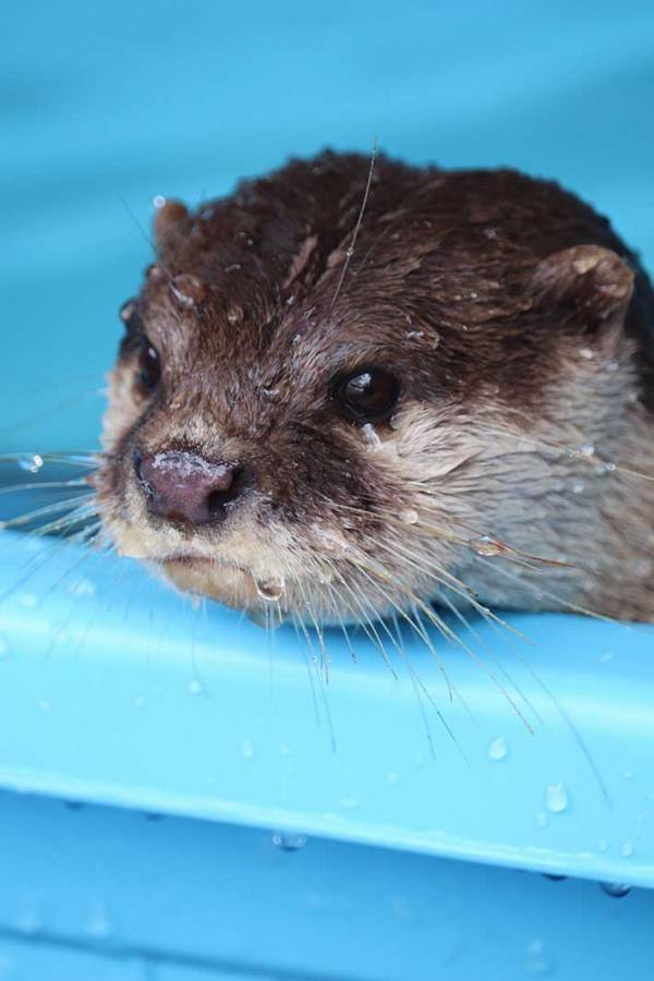 カワウソがすべり台を破壊…　水族館による『展示中止』のお知らせが「声に出して読みたい」と話題に
