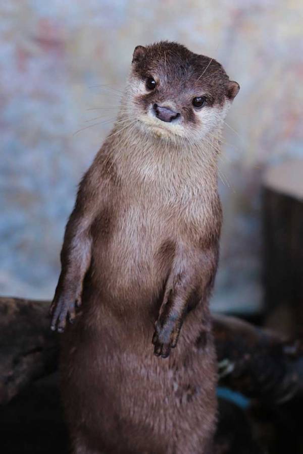 カワウソがすべり台を破壊…　水族館による『展示中止』のお知らせが「声に出して読みたい」と話題に
