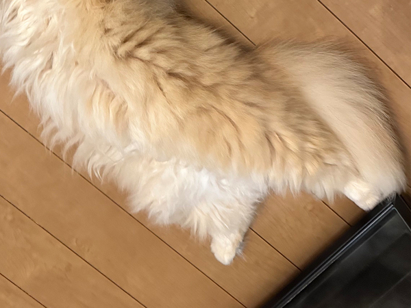 【絶望する猫】エアコン掃除を始めたら、猫が？　まさかの反応に「事件現場？」「これは笑う」