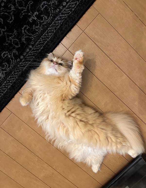 【絶望する猫】エアコン掃除を始めたら、猫が？　まさかの反応に「事件現場？」「これは笑う」