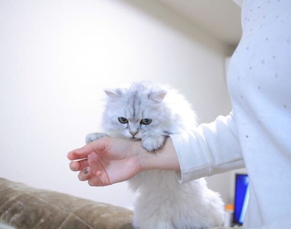 玄関で待ち構える猫たち　その一途な姿に「今日は休も」「負け確定」【猫のかまって4選】