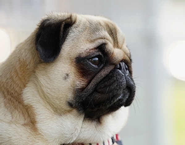 パグが動かない…　散歩中の立ち止まり事件に「その気持ち分かる」「笑っちゃう」【ほっこりする犬4選】