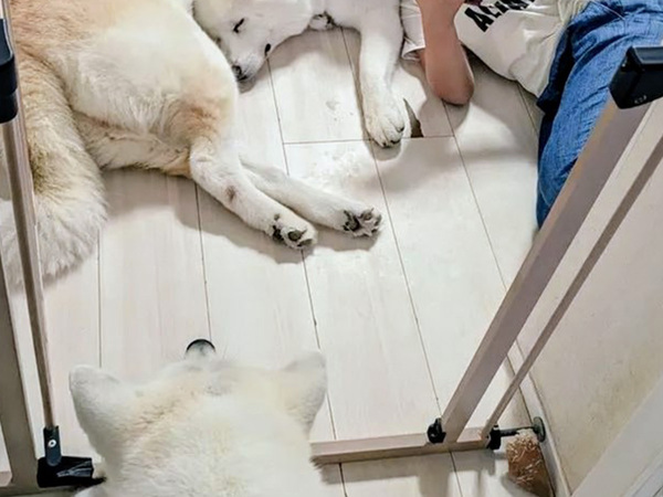 【シロクマにしか見えない】　眠るモフモフの秋田犬たち　手前の1匹をよく見ると？