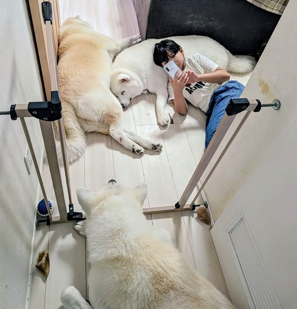 【シロクマにしか見えない】　眠るモフモフの秋田犬たち　手前の1匹をよく見ると？