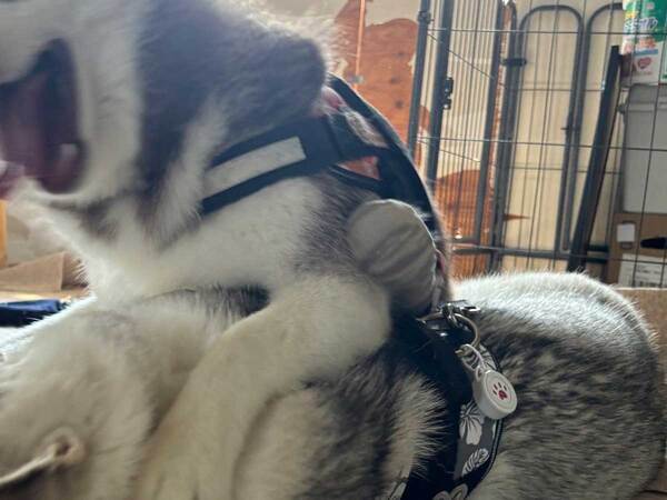 「マジ笑った」「迫力がやべー」　ハスキーが食べようとしていたのは、まさかの…？