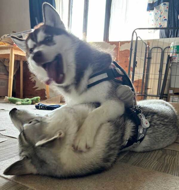 「マジ笑った」「迫力がやべー」　ハスキーが食べようとしていたのは、まさかの…？