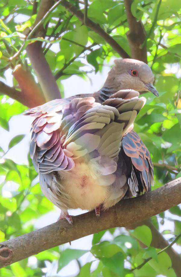 「今日はなんかいいことありそう」　柿の木にとまるハト、カメラに向けていたのは…