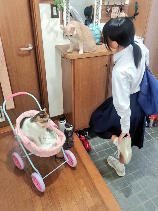 夏休み明けの娘を見送る猫　母親が目撃した『登校風景』に「なんなんだ、この幸せな朝は」