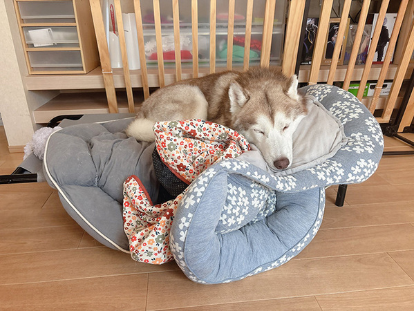 シベリアンハスキーが『ベッドメイク』　その結果に「モリモリだ」「ホテルで働けそう！」