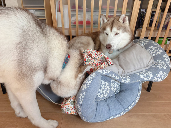 シベリアンハスキーが『ベッドメイク』　その結果に「モリモリだ」「ホテルで働けそう！」